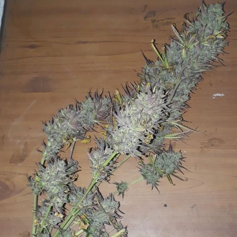 Oggi growlog timeline photo