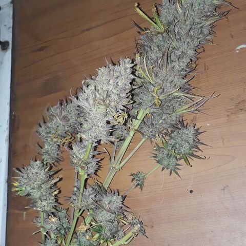 Oggi growlog timeline photo