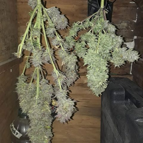 Oggi growlog timeline photo