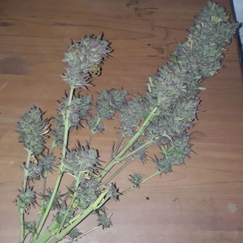 Oggi growlog timeline photo