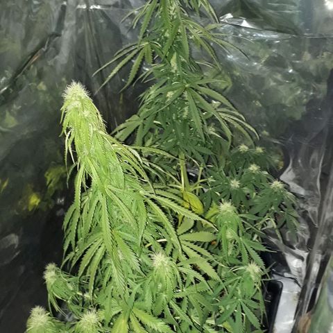 Gregoria growlog timeline photo