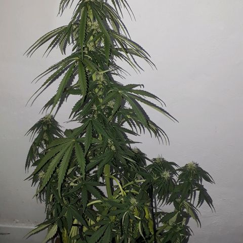 Gregoria growlog timeline photo