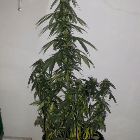 Gregoria growlog timeline photo