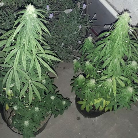 Gregoria growlog timeline photo
