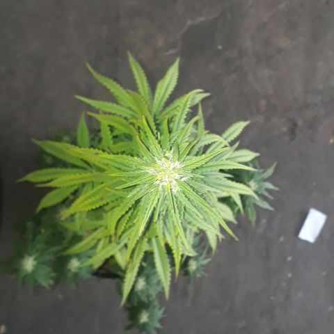 Gregoria growlog timeline photo