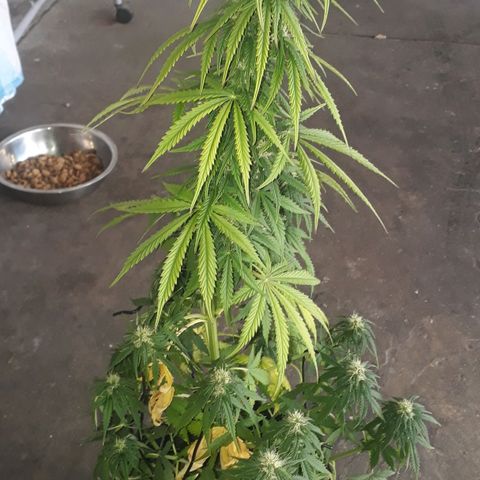 Gregoria growlog timeline photo