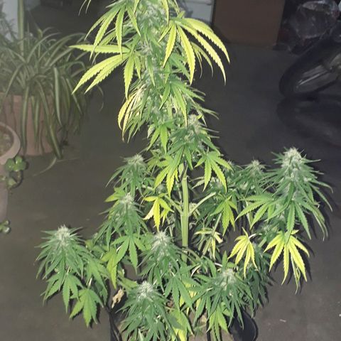 Gregoria growlog timeline photo