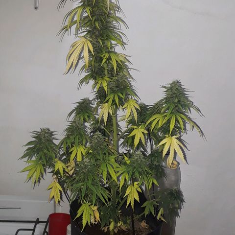 Gregoria growlog timeline photo