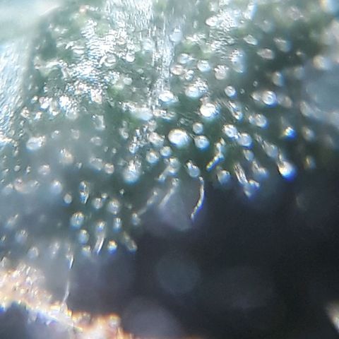 Gregoria growlog timeline photo