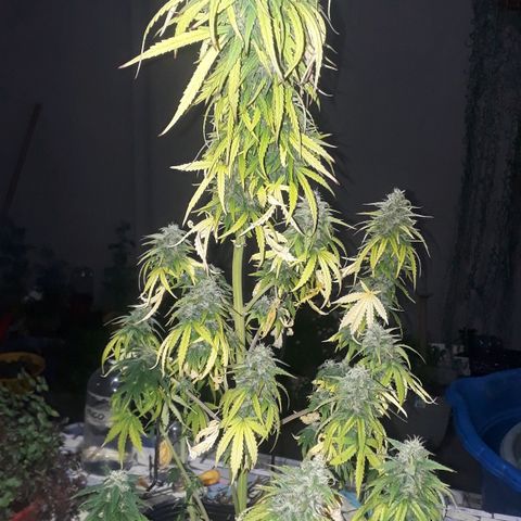 Gregoria growlog timeline photo