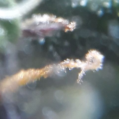 Gregoria growlog timeline photo