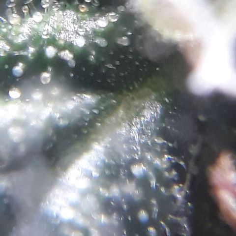 Gregoria growlog timeline photo