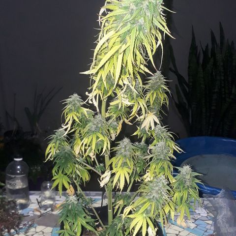 Gregoria growlog timeline photo