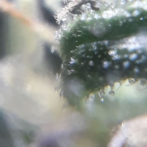 Gregoria growlog timeline photo