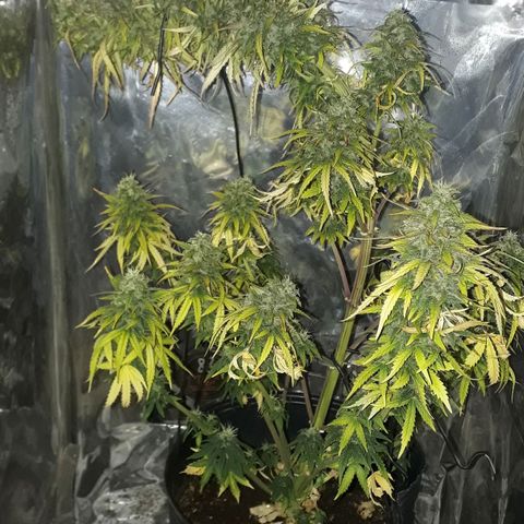 Gregoria growlog timeline photo
