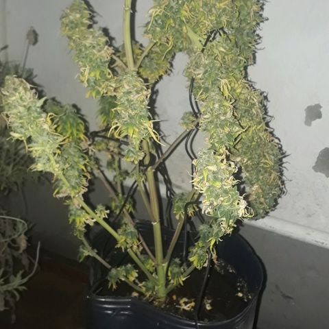 Gregoria growlog timeline photo