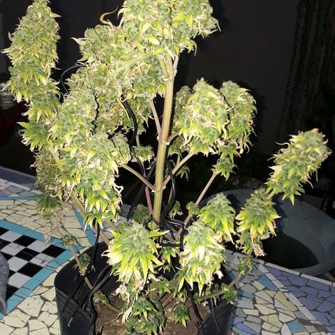 Gregoria growlog timeline photo