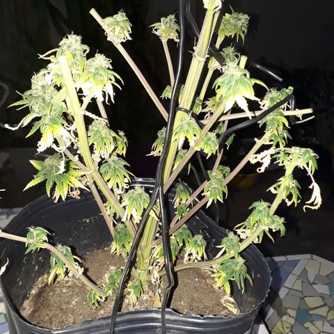 Gregoria growlog timeline photo