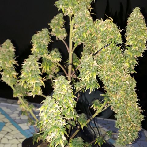 Gregoria growlog timeline photo