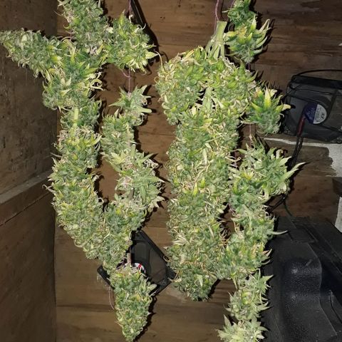 Gregoria growlog timeline photo