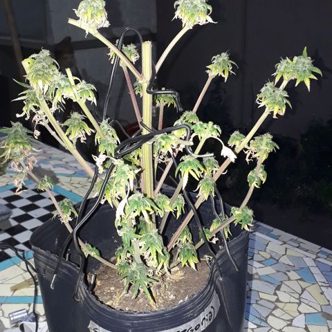 Gregoria growlog timeline photo