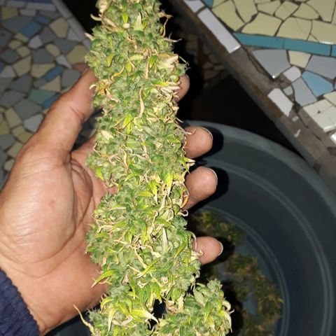 Gregoria growlog timeline photo