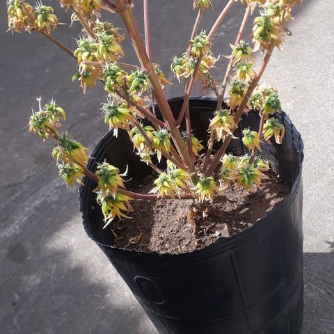 Gregoria growlog timeline photo