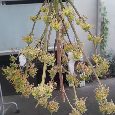 Gregoria growlog timeline photo