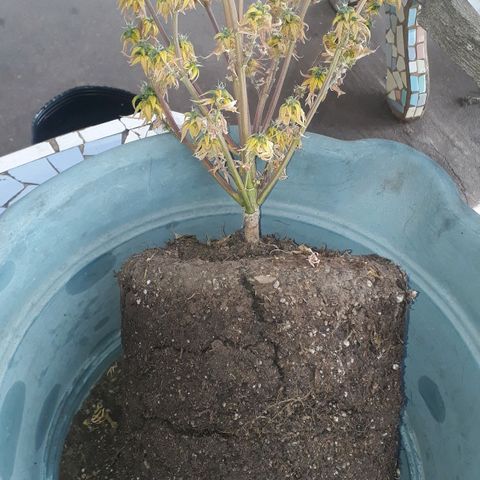 Gregoria growlog timeline photo