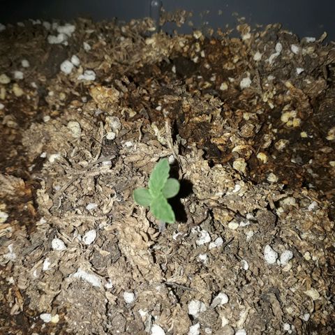 Auto Critical Orange Punch growlog timeline photo