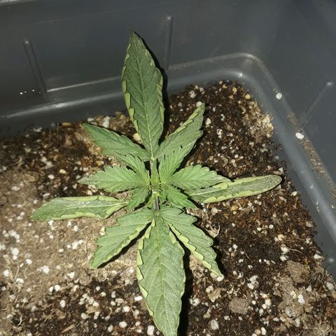 Auto Critical Orange Punch growlog timeline photo