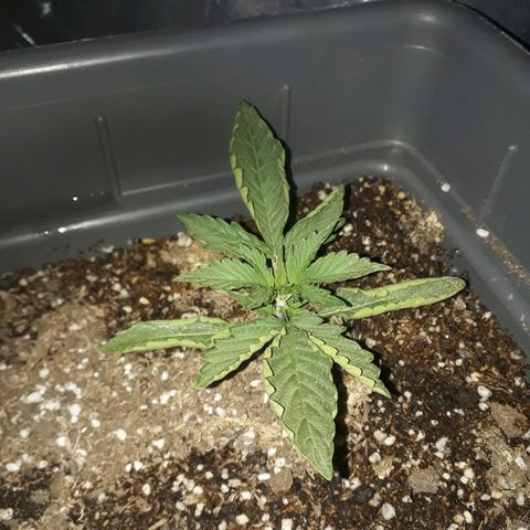 Auto Critical Orange Punch growlog timeline photo