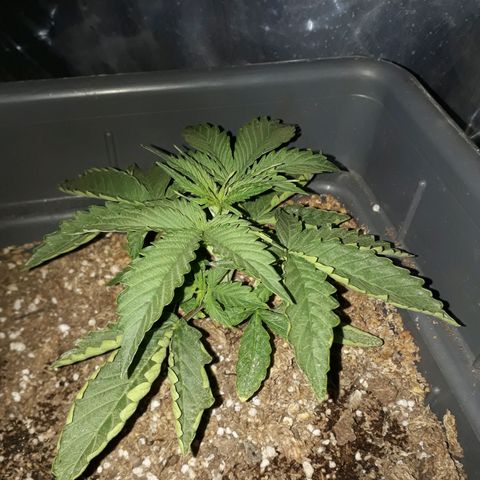 Auto Critical Orange Punch growlog timeline photo