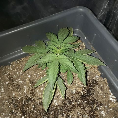 Auto Critical Orange Punch growlog timeline photo