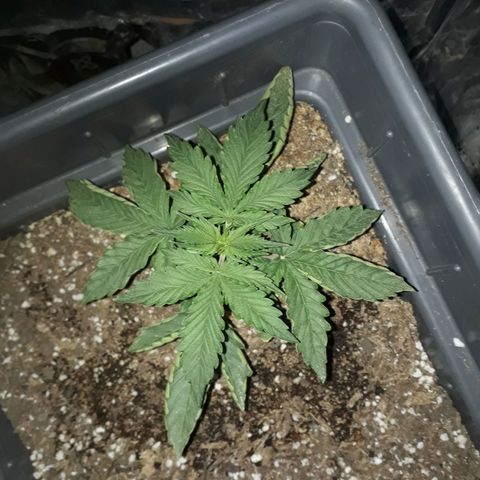 Auto Critical Orange Punch growlog timeline photo