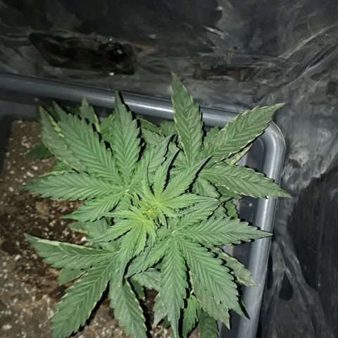 Auto Critical Orange Punch growlog timeline photo