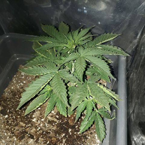 Auto Critical Orange Punch growlog timeline photo
