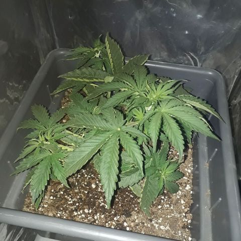 Auto Critical Orange Punch growlog timeline photo