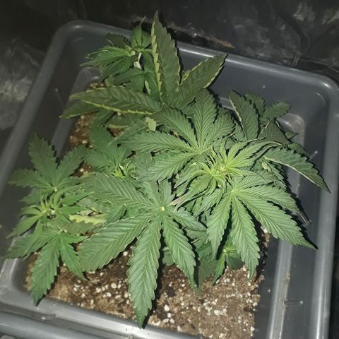 Auto Critical Orange Punch growlog timeline photo
