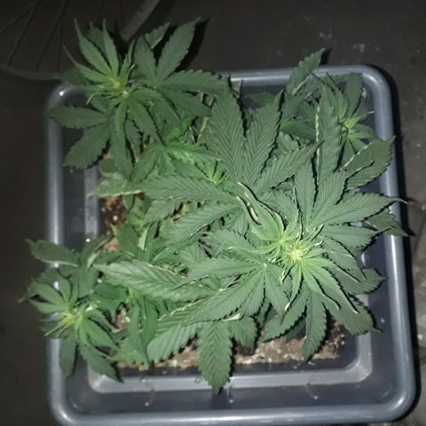 Auto Critical Orange Punch growlog timeline photo