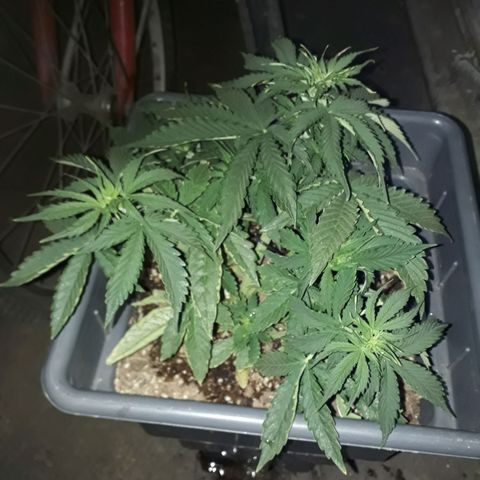 Auto Critical Orange Punch growlog timeline photo