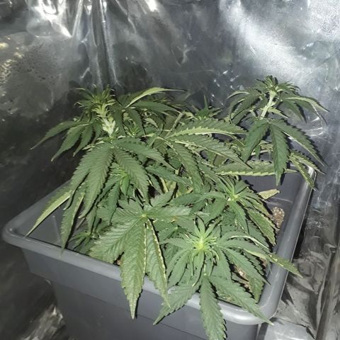 Auto Critical Orange Punch growlog timeline photo