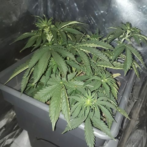 Auto Critical Orange Punch growlog timeline photo