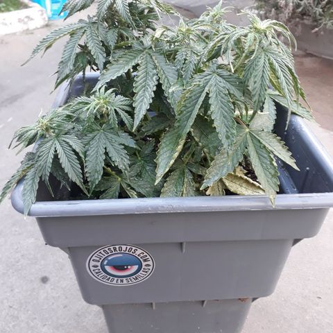 Auto Critical Orange Punch growlog timeline photo