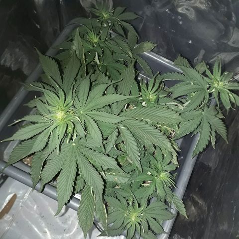 Auto Critical Orange Punch growlog timeline photo