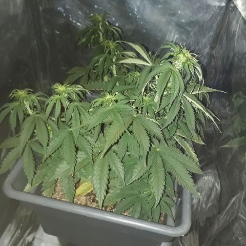 Auto Critical Orange Punch growlog timeline photo