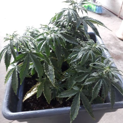 Auto Critical Orange Punch growlog timeline photo