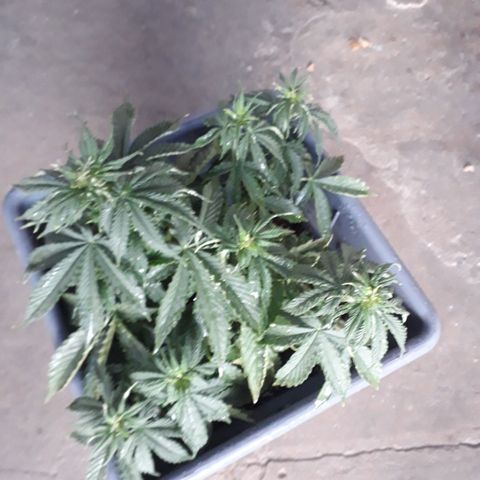 Auto Critical Orange Punch growlog timeline photo