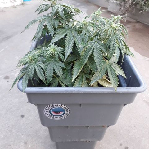 Auto Critical Orange Punch growlog timeline photo