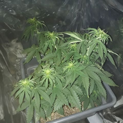 Auto Critical Orange Punch growlog timeline photo